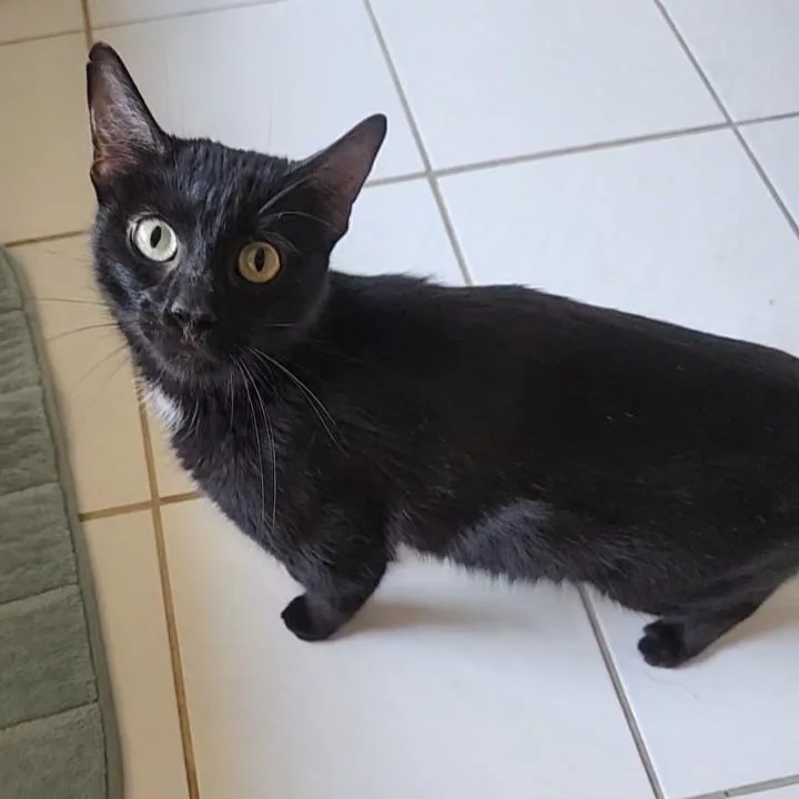 Penny Lane thumbnail 5