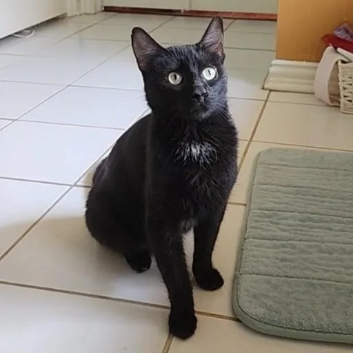 A young medium-sized female Black Domestic Short Hair cat named Penny Lane for adoption in Allen, TX