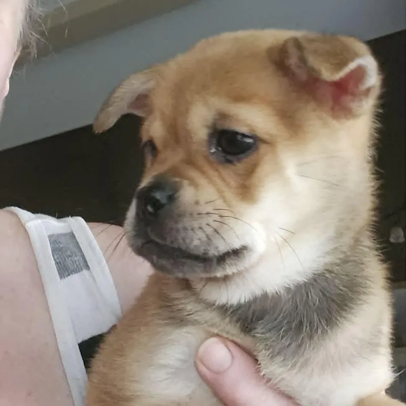 A baby small-sized female Yellow / Tan / Blond / Fawn Pug dog named Teddy for adoption in Overland Park, KS