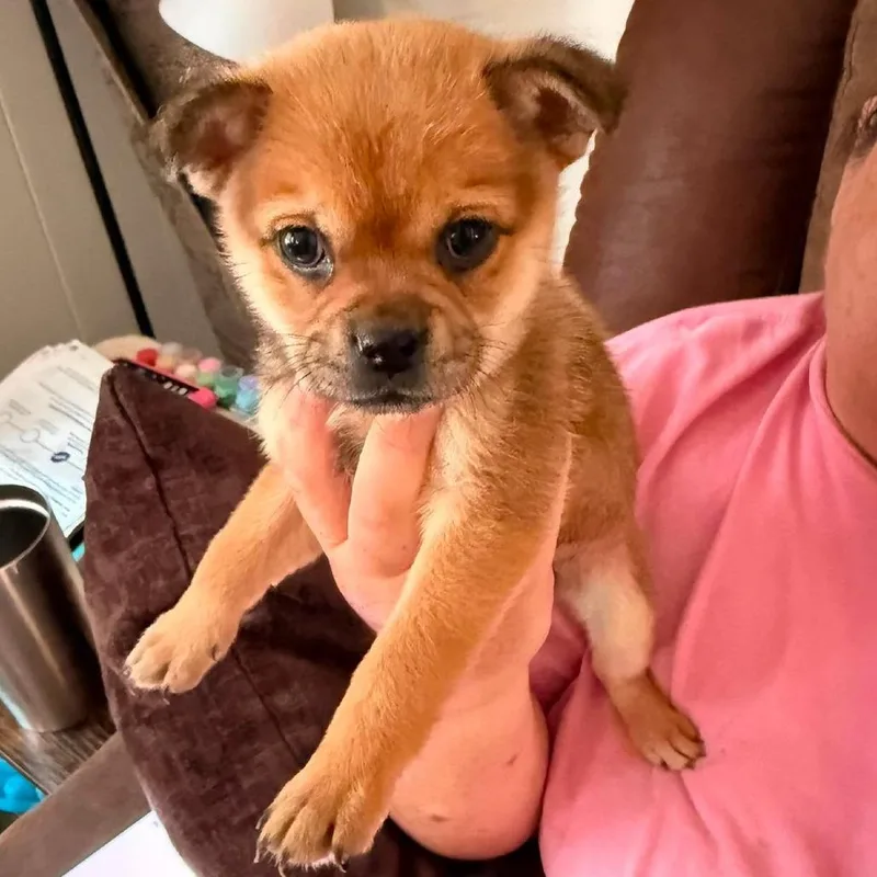 Teddy thumbnail 2