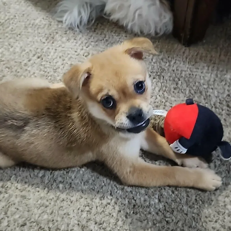 Teddy thumbnail 4