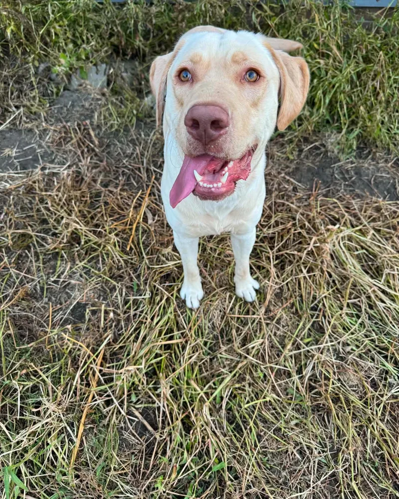 A young large-sized male Labrador Retriever dog named Buster for adoption in Dysart, IA