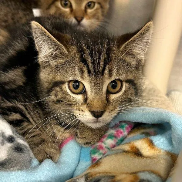 A baby small-sized female Domestic Short Hair cat named Marucci for adoption in Walnut Creek, CA