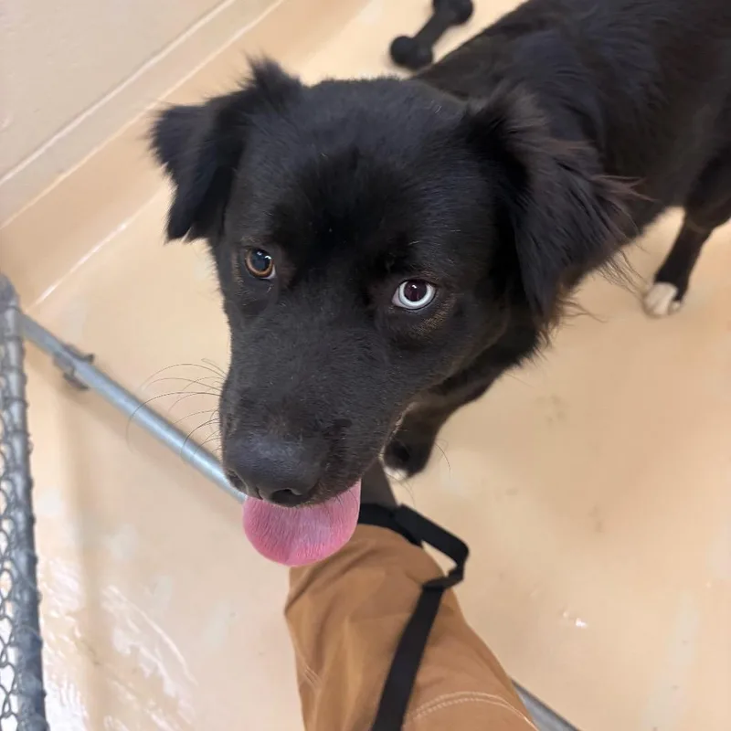 A young medium-sized male Black Mixed Breed dog named Vader for adoption in Winston-Salem, NC