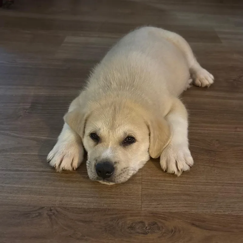 A baby large-sized male Apricot / Beige Great Pyrenees dog named Mr. Pibb for adoption in Chattanooga, TN