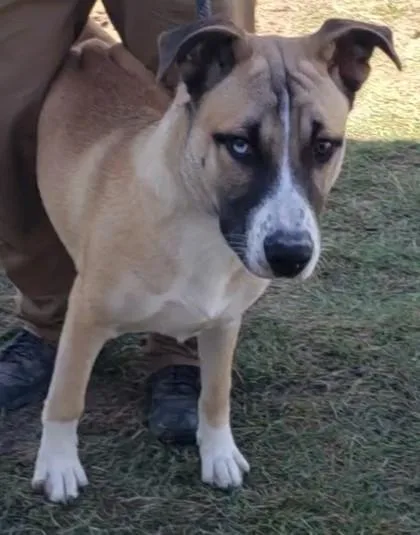 A young medium-sized male Husky dog named Gangster for adoption in West Memphis, AR