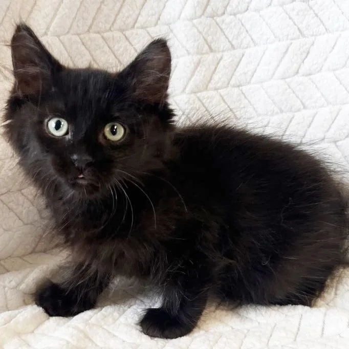 A baby small-sized male Black Domestic Medium Hair cat named Knox for adoption in Mount Juliet, TN