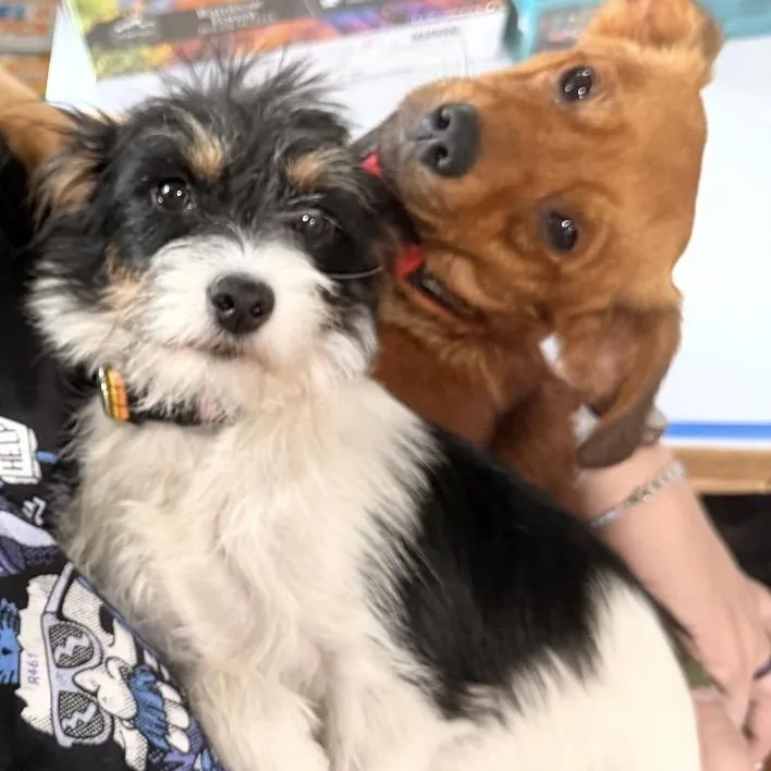 A young small-sized female Black Wirehaired Terrier dog named Mia and Miles for adoption in Louisburg, KS
