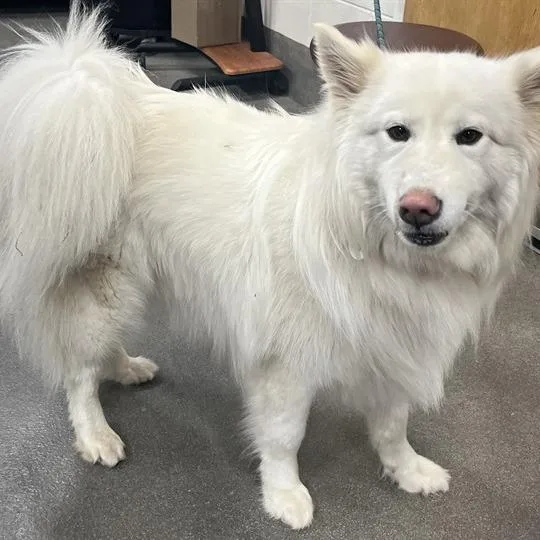 An adult medium-sized female White / Cream American Eskimo Dog dog named Luna for adoption in Arlington, VA