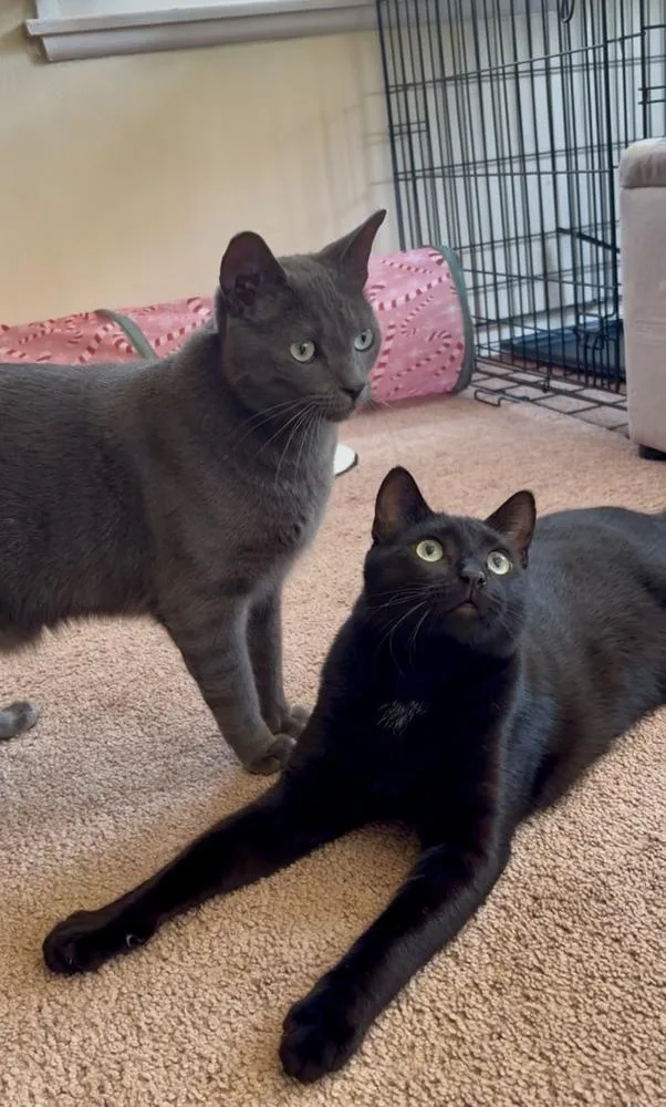 An adult large-sized male Black & White / Tuxedo Domestic Short Hair cat named Biggy for adoption in Gardena, CA
