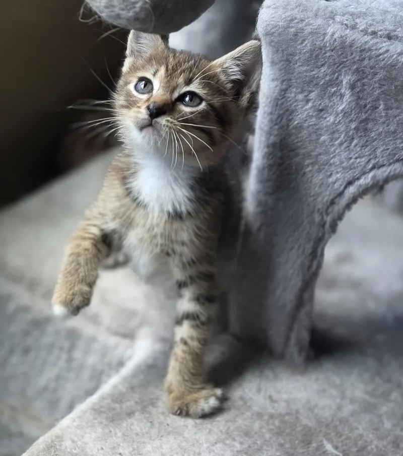 Oliver