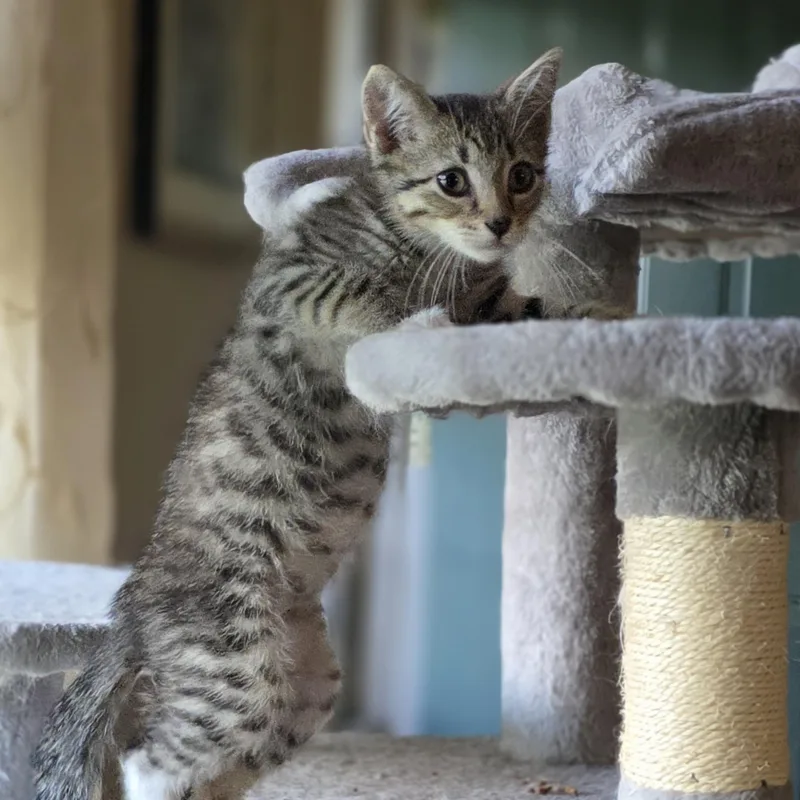Oliver thumbnail 2