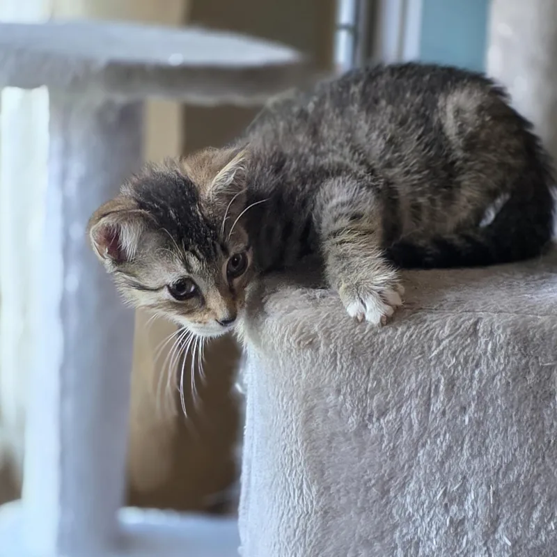 Oliver thumbnail 3