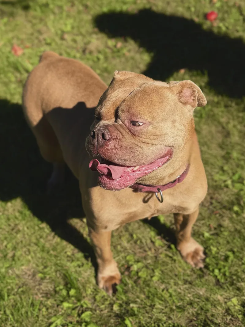 An adult large-sized female Yellow / Tan / Blond / Fawn Bulldog dog named Kruz for adoption in Midland, MI