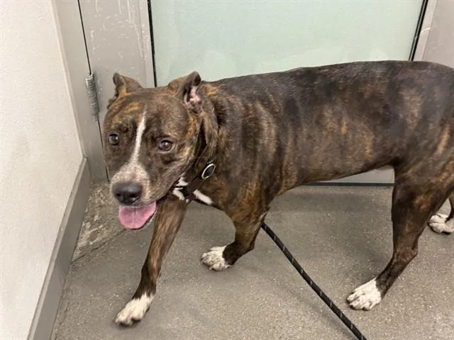 A young medium-sized male Pit Bull Terrier dog named Cole for adoption in Mesa, AZ