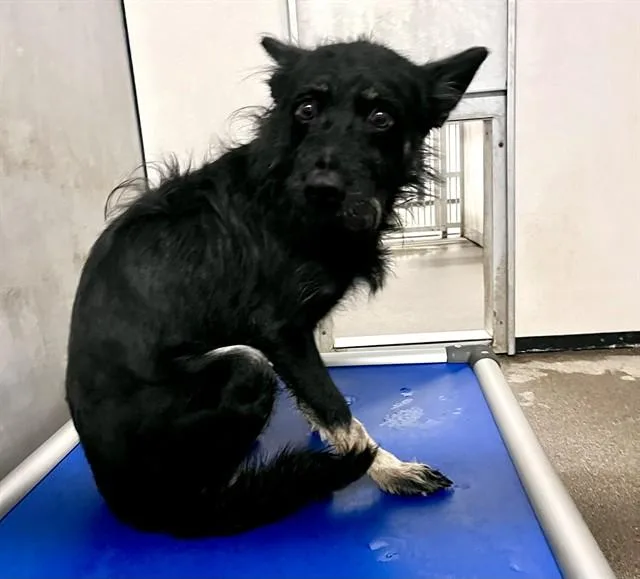 A young medium-sized female German Shepherd Dog dog named Priscilla for adoption in Stockton, CA