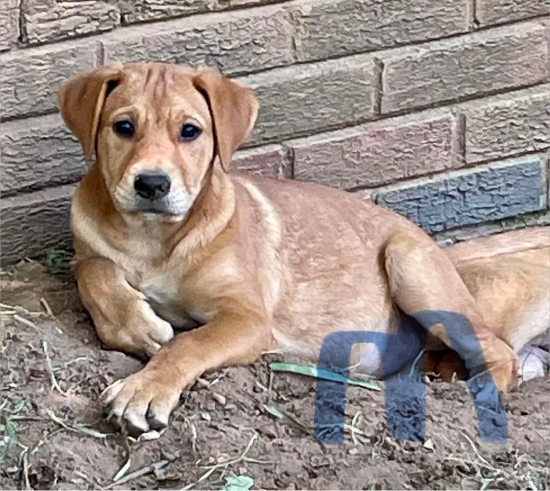 A baby medium-sized male Labrador Retriever dog named Benny for adoption in Carmel, NY