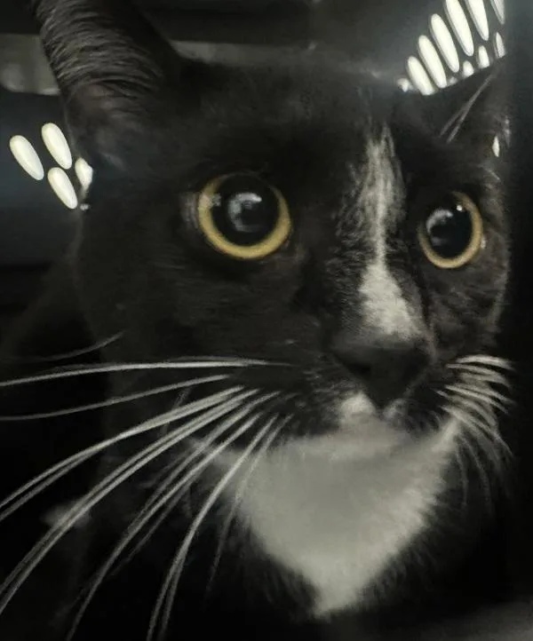A young medium-sized male Domestic Short Hair cat named Carlos for adoption in Ridgewood, NY