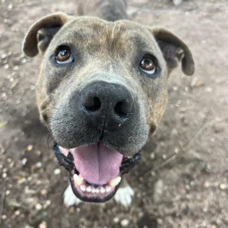 An adult large-sized male Brindle American Bully dog named Pig Pen for adoption in Spring, TX