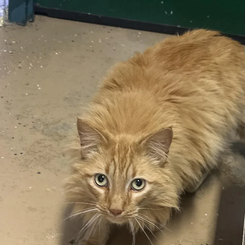 Pumpkin Aka Mufasa thumbnail 2