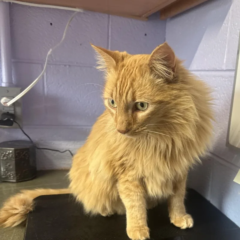 Pumpkin Aka Mufasa thumbnail 3