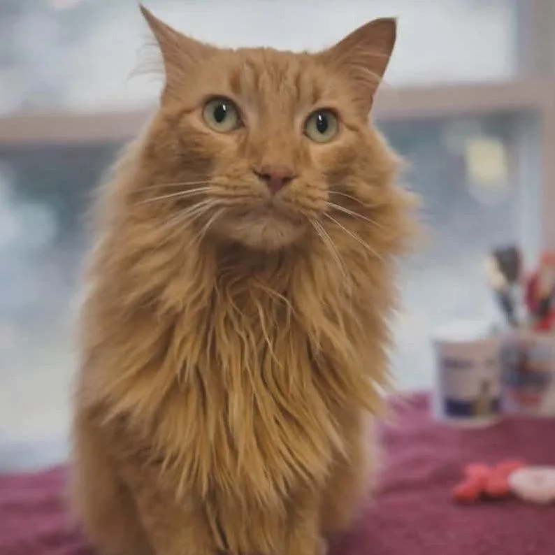 Pumpkin Aka Mufasa thumbnail 4