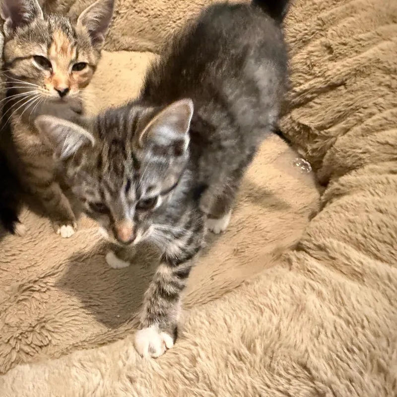 Biscuit thumbnail 3