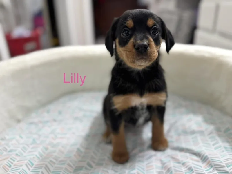 Clitsome Lilly
