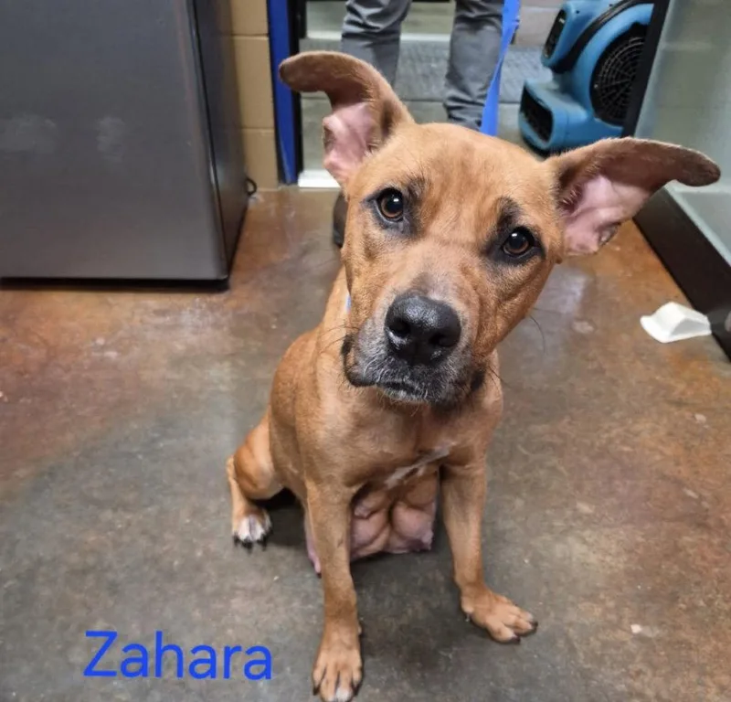An adult large-sized female Black Mouth Cur dog named Zahara Louisiana for adoption in Rockaway, NJ