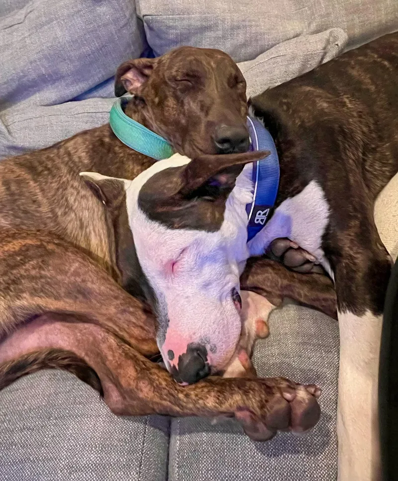 Enzocontact Rachel thumbnail 2