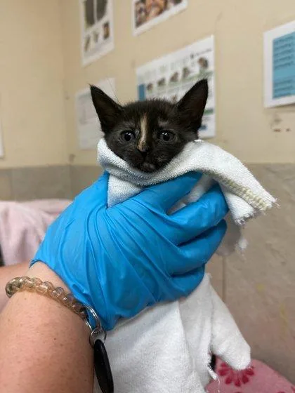 A baby small-sized female Domestic Short Hair cat named Turtle for adoption in Honolulu, HI