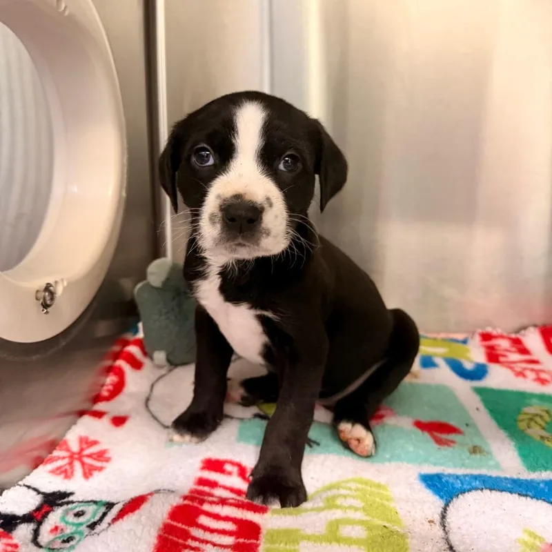 A baby small-sized female Black Mixed Breed dog named Chicken for adoption in Deerfield, IL