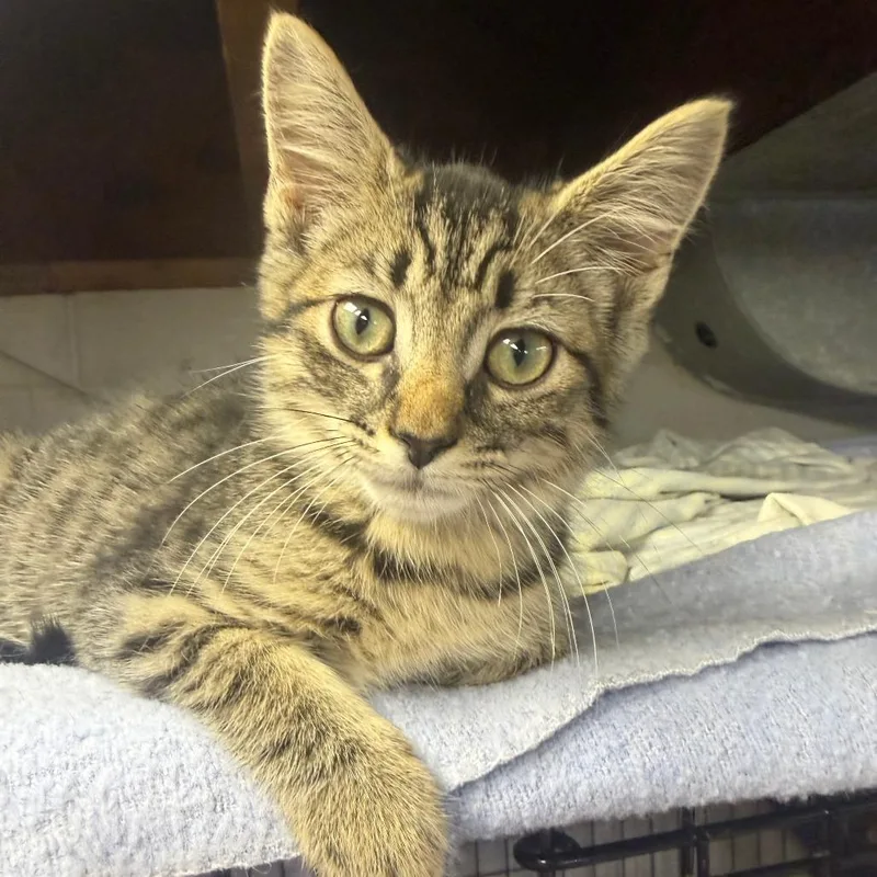 A baby small-sized male Brown / Chocolate Domestic Short Hair cat named Cary for adoption in Pittsburgh, PA
