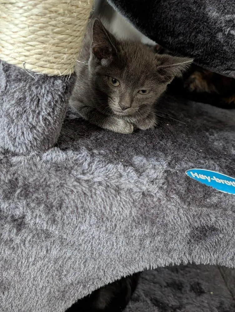 A baby small-sized male Gray / Blue / Silver Domestic Short Hair cat named Colby for adoption in Virginia Beach, VA