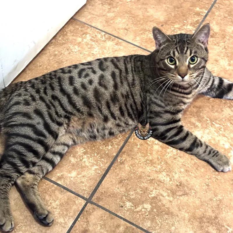 A young medium-sized male Brown / Chocolate Bengal cat named Bruno for adoption in Salt Lake City, UT