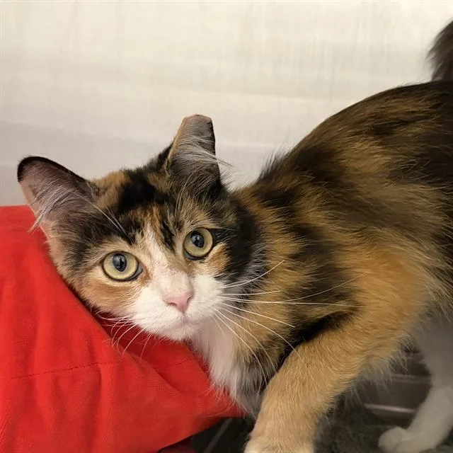A young small-sized female Domestic Short Hair cat named Bebe for adoption in Centerville, MA