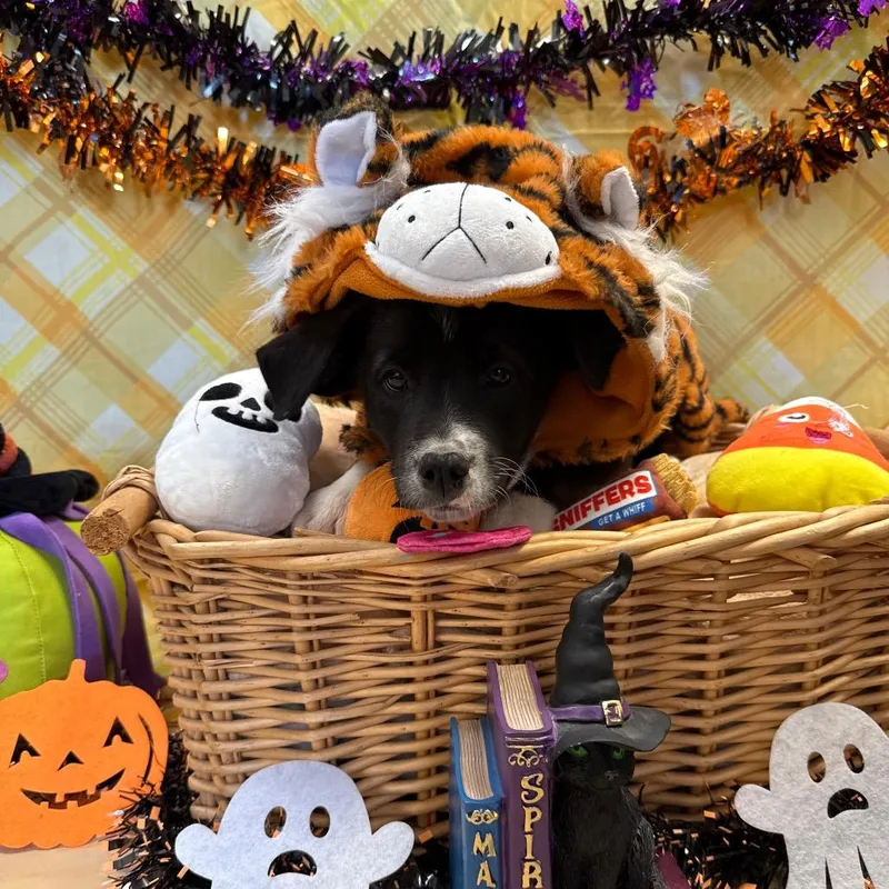A baby small-sized male Border Collie dog named Andy for adoption in Santa Barbara, CA