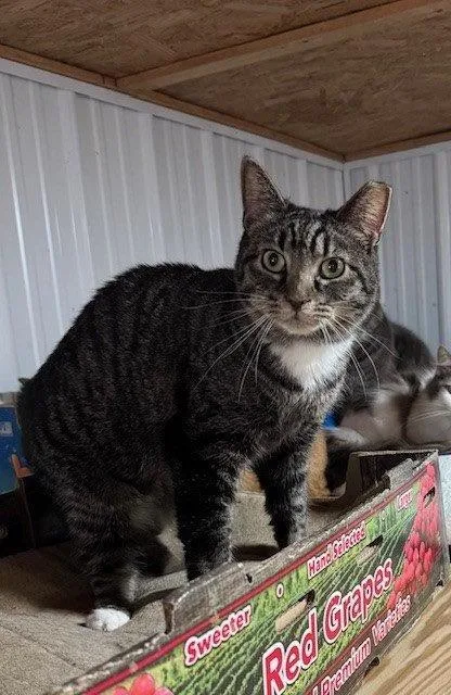 An adult medium-sized female Tabby cat named Sushi for adoption in Apollo, PA