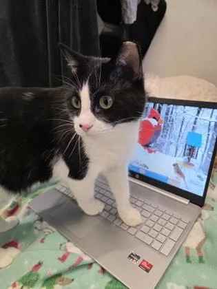 An adult medium-sized female White Domestic Short Hair cat named Ms Midwest Emo for adoption in Kansas City, MO