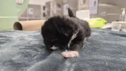 A baby small-sized female Domestic Short Hair cat named Abigail for adoption in West Chester, PA