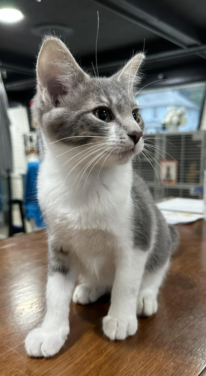 A young small-sized male Gray & White Domestic Short Hair cat named Remi for adoption in Webster City, IA