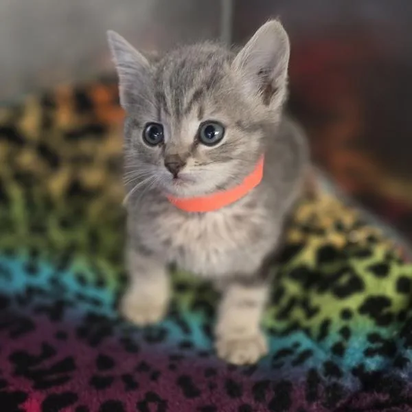 A baby small-sized female Domestic Short Hair cat named Chalupa for adoption in Oakland, CA