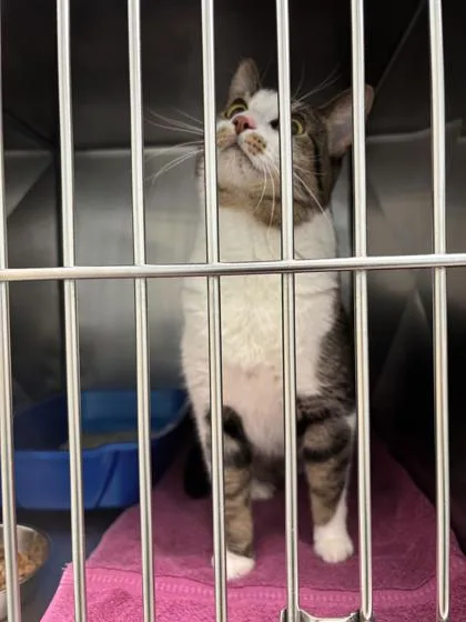 An adult medium-sized male Domestic Short Hair cat named Kirito for adoption in Fishers, IN