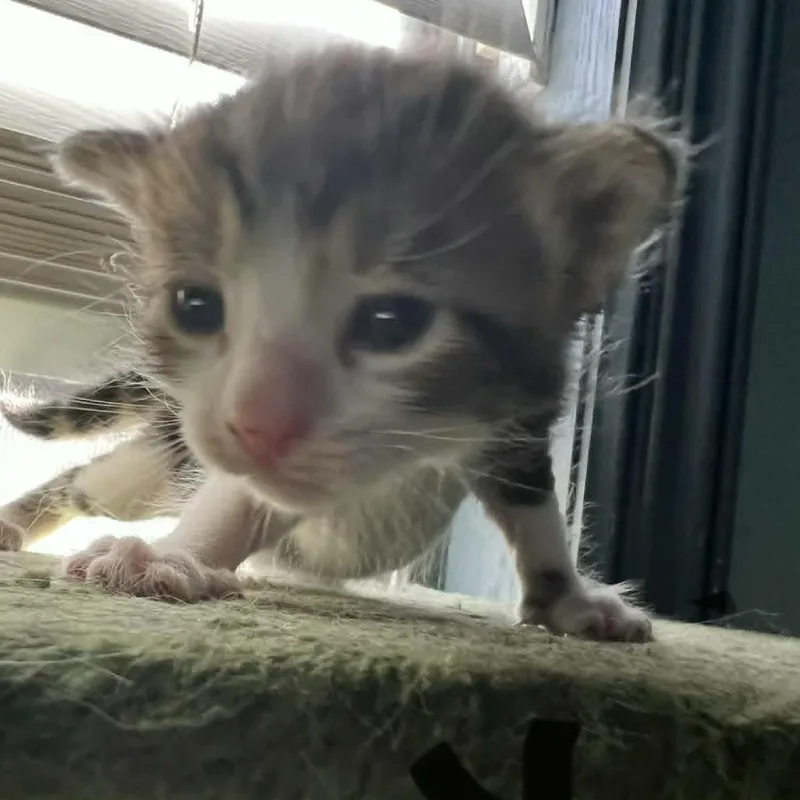 A baby small-sized male Domestic Short Hair cat named Kendel for adoption in Harlingen, TX