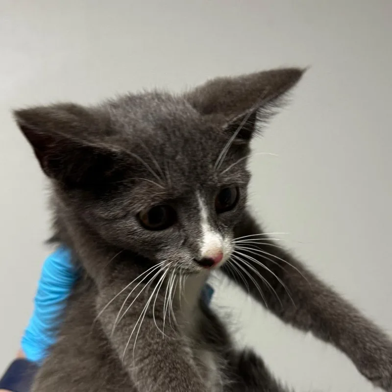 A baby small-sized female Gray / Blue / Silver Domestic Short Hair cat named Macchiato for adoption in Concord, NC