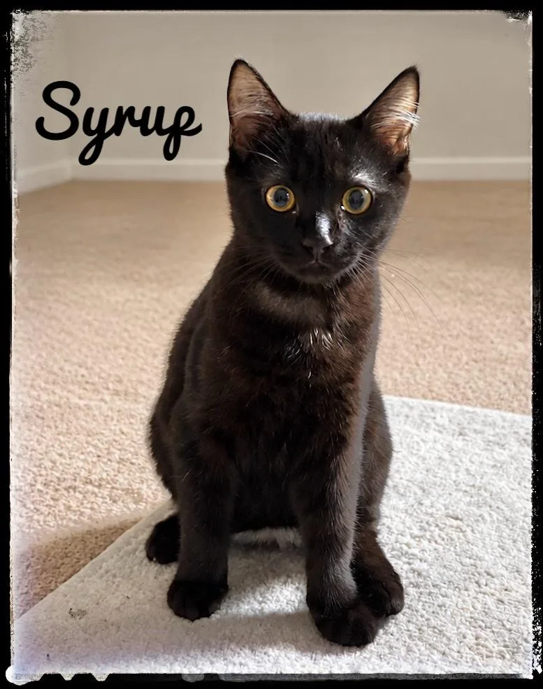 A baby small-sized male Domestic Short Hair cat named Syrup for adoption in El Cajon, CA