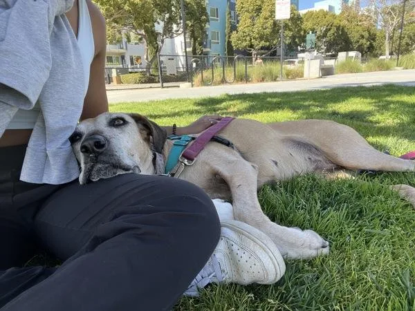 A senior large-sized female Shepherd dog named Zoe for adoption in San Diego, CA