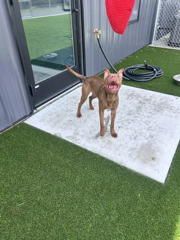 A young medium-sized male Brown / Chocolate Pit Bull Terrier dog named Jordie for adoption in bellefontaine, OH