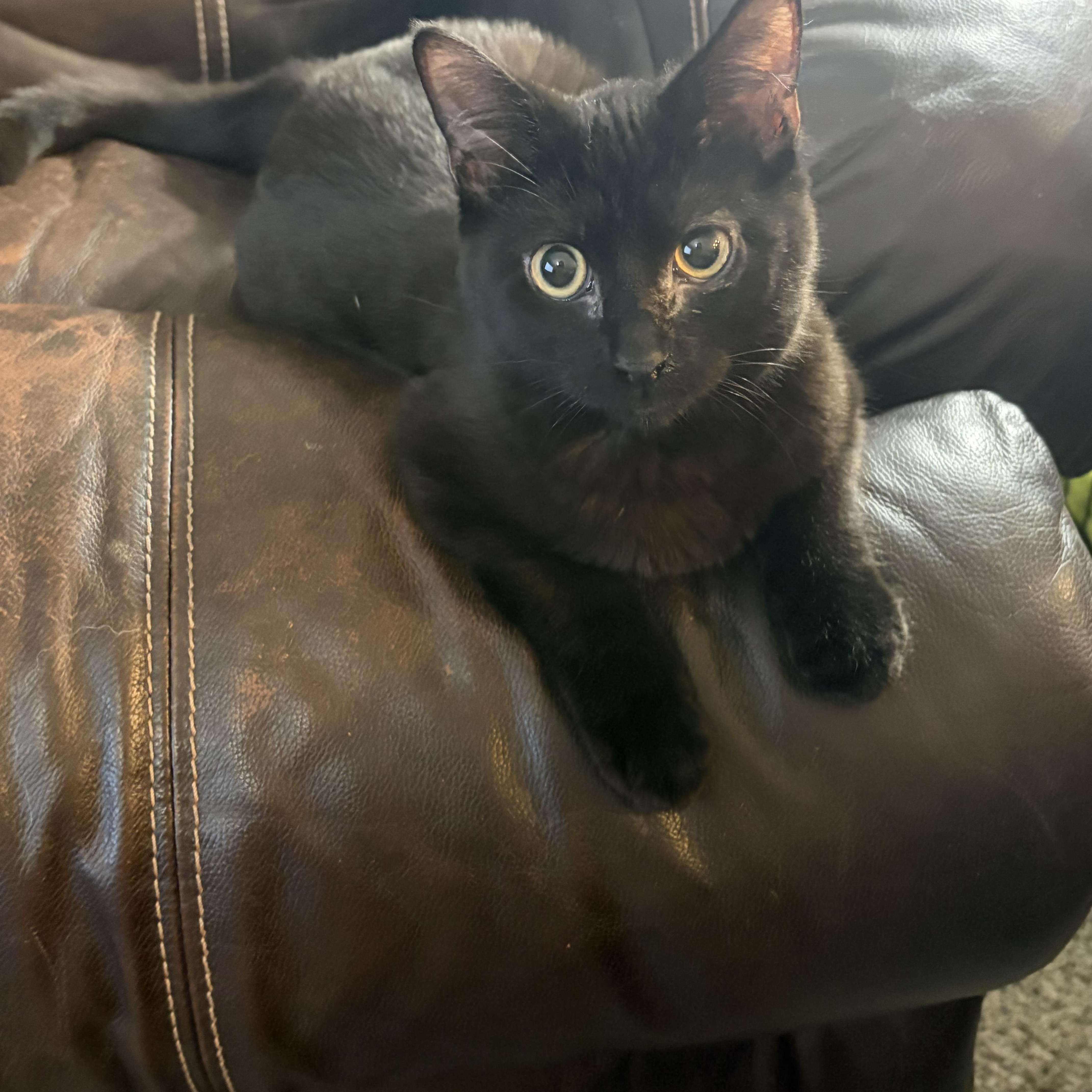 A baby small-sized male Black Domestic Short Hair cat named Zeuse for adoption in Davisburg, MI