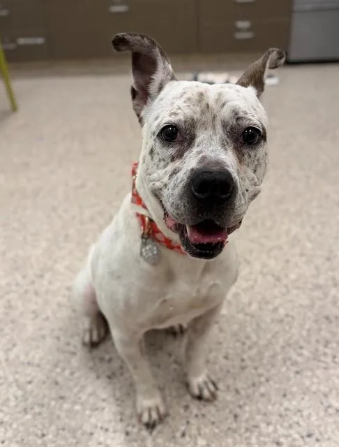 An adult large-sized female American Bulldog dog named Petunia for adoption in Brighton, CO